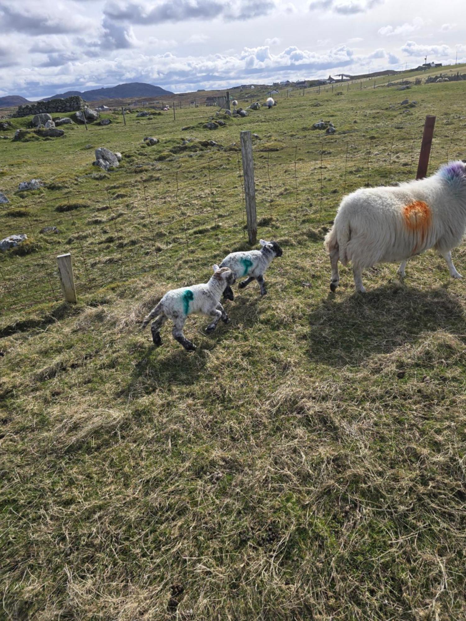 Barvas Squealing Pig Bothy 빌라 외부 사진